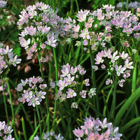 Allium unifolium 
